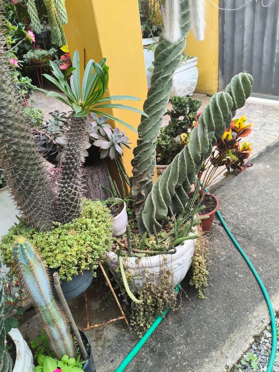 Planta saudável  - Foto 2