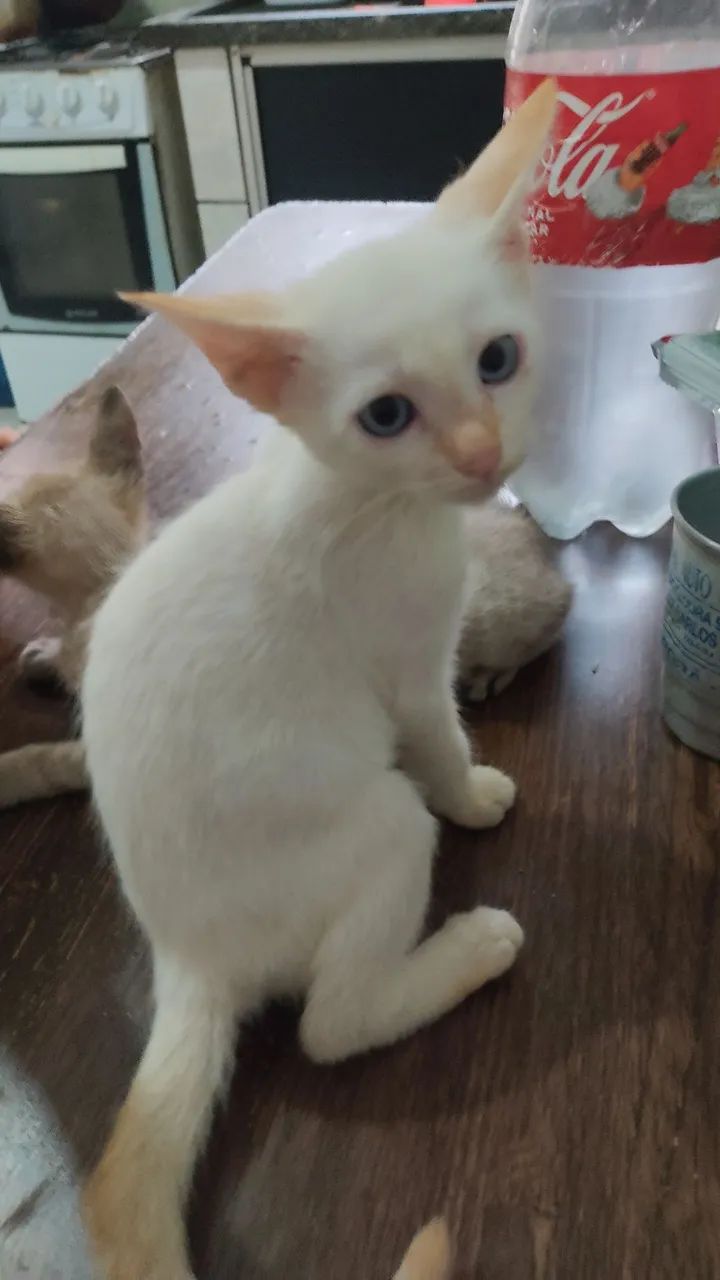 Doa se Filhotes de Gato  - Foto 5