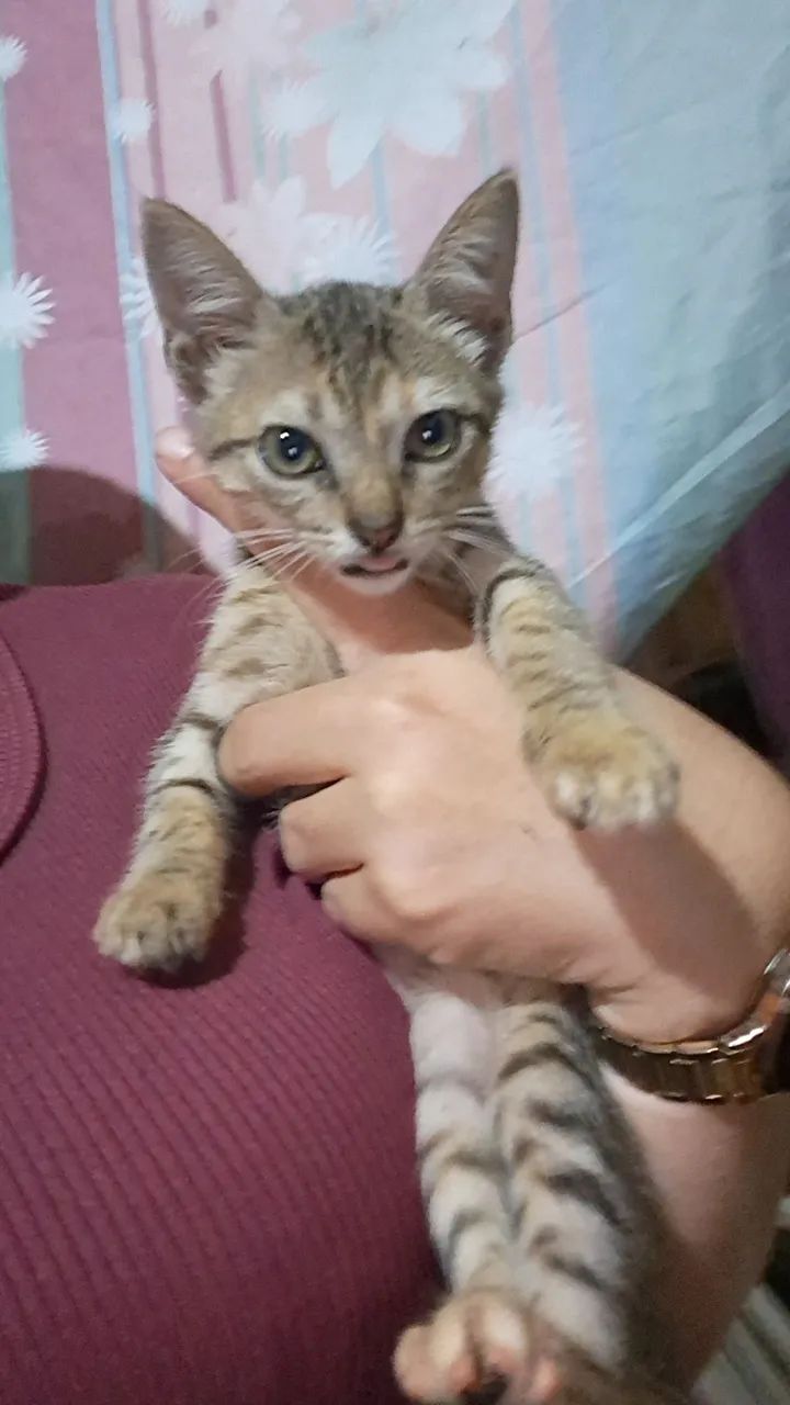 Adoção 