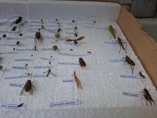 Coleção entomológica insetário montado com insetos variados - Foto 5