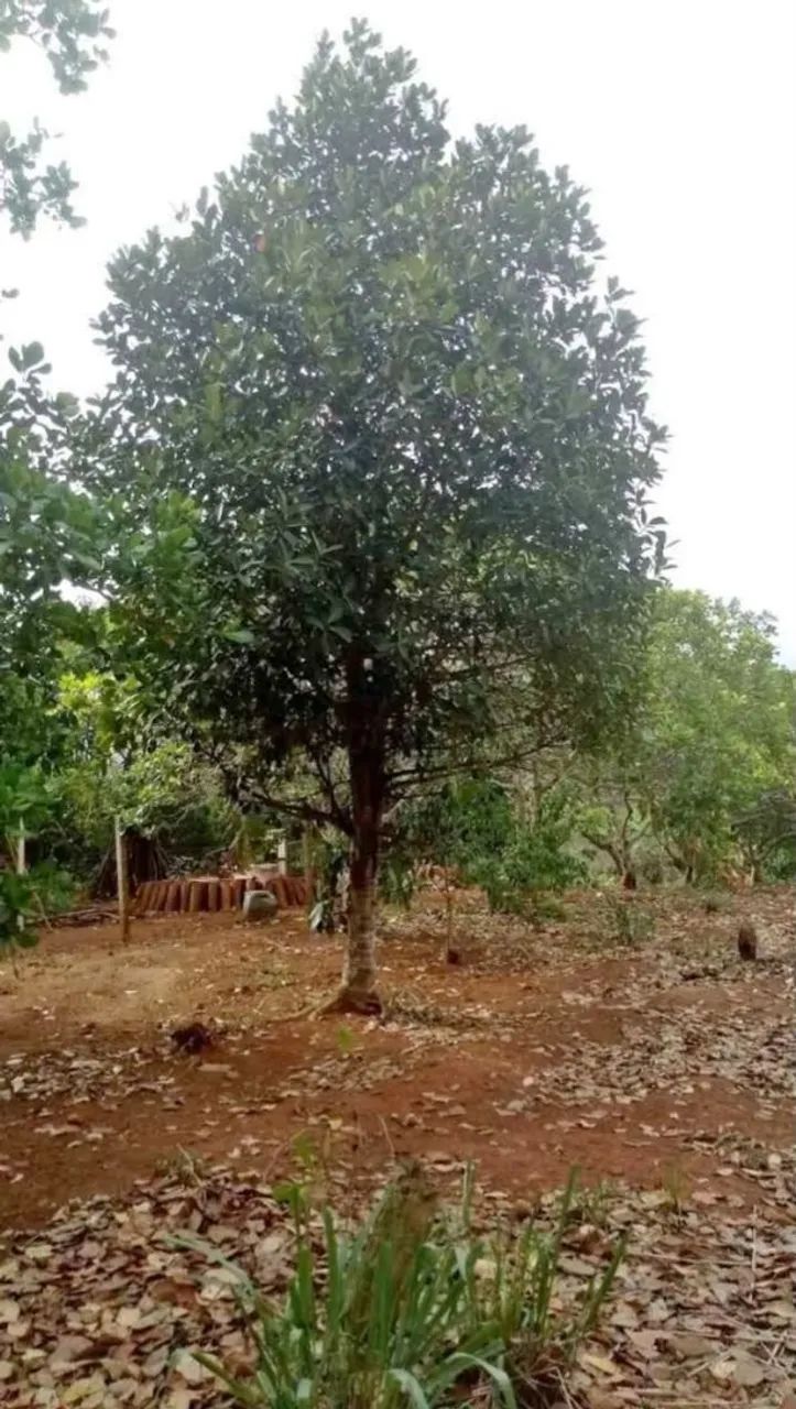 Sitio em aliança  - Foto 5