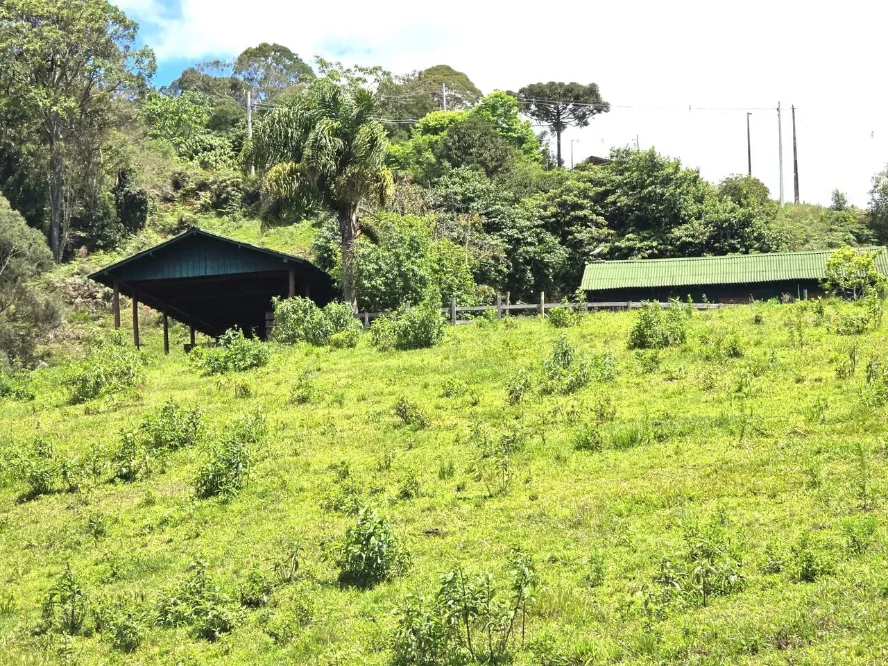 Sitio com 100.000 m²-Alfredo Wagner- Serra Catarinense - Foto 2