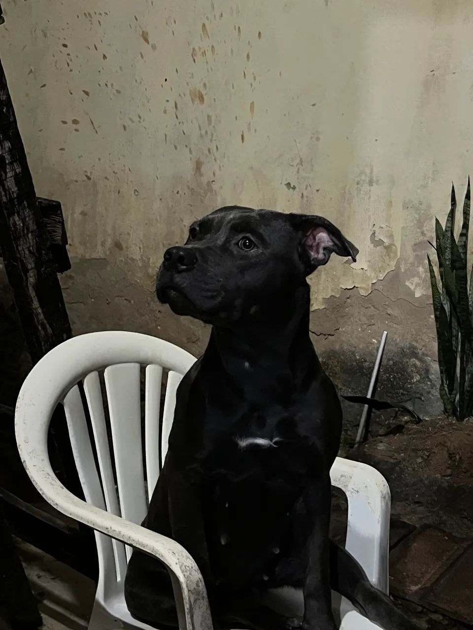 AMERICAN BULLY - Foto 2