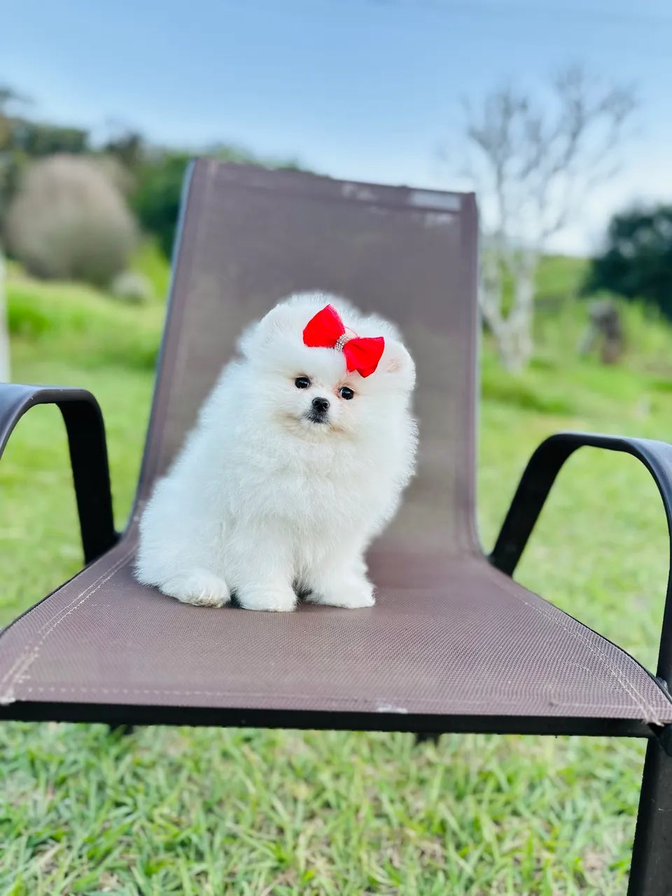 SPITZ ALEMÃO ANÃO!!!