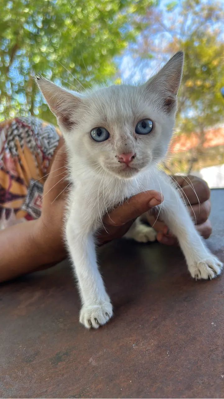 Filhote gato macho pra adoção responsável! - Foto 2