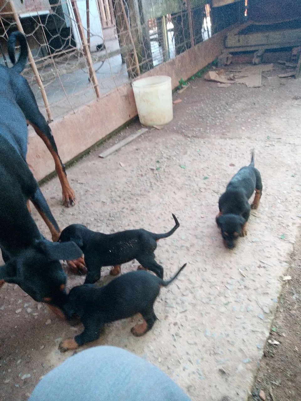 Doberman filhotes - Foto 4