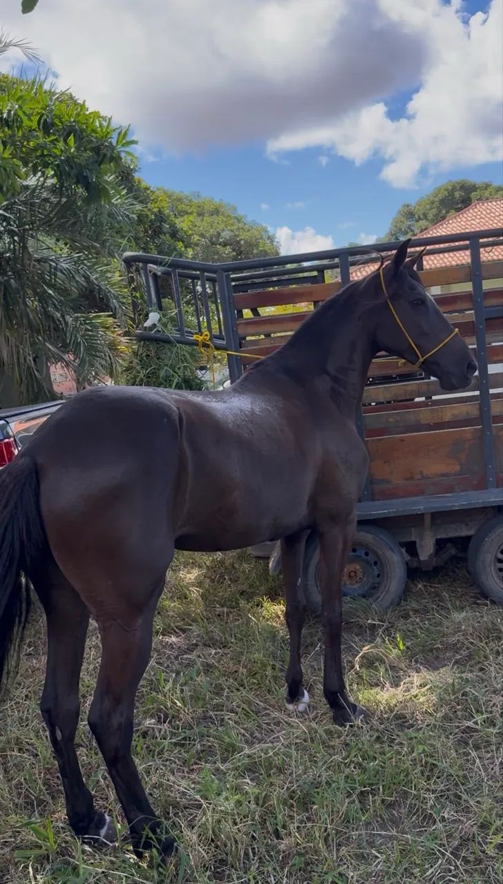 VENDE-SE EGUA DE PICADO  - Foto 2