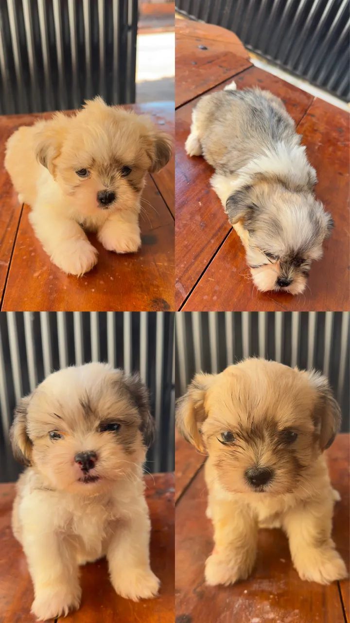Lhasa Apso filhote 