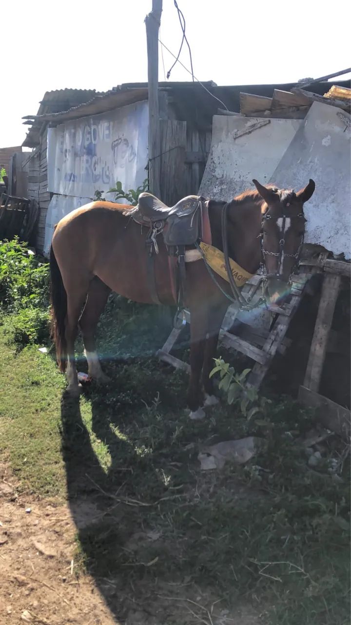 Cavalo bom de tudo  - Foto 2