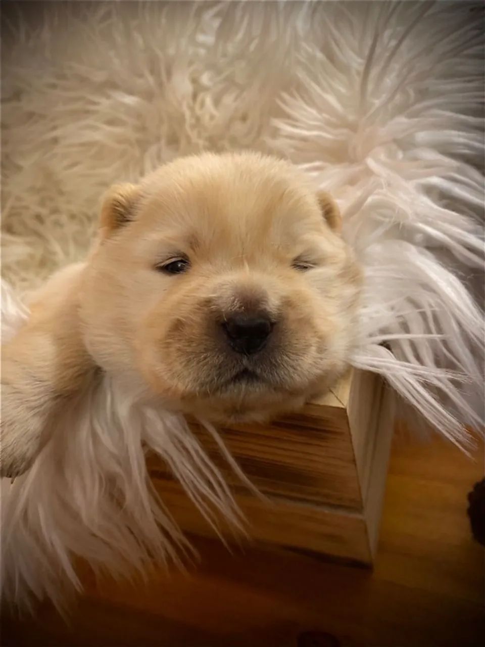 ? Promoção especial em filhotes de Chow Chow!