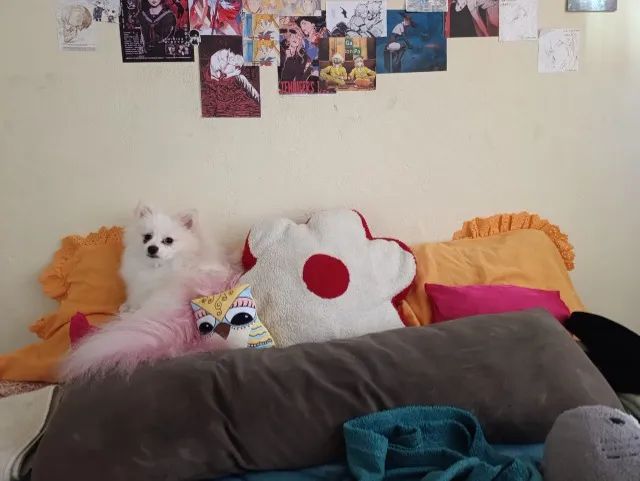 procura uma namorada para meu splitz alemão