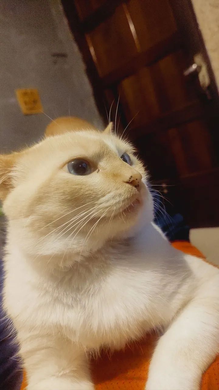 Gato para adoção  - Foto 4