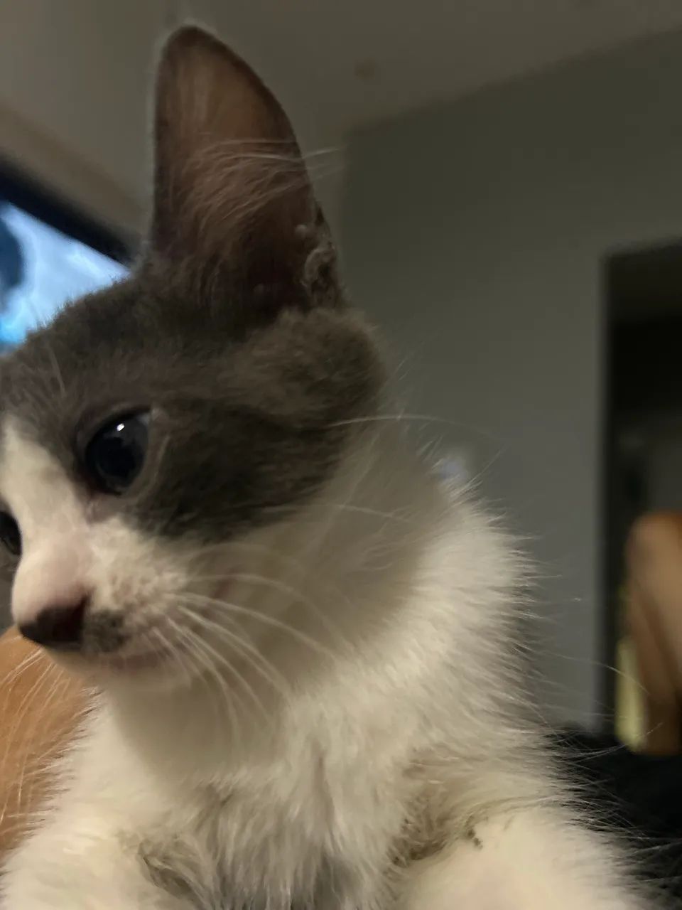 Adoção responsável  - Foto 3