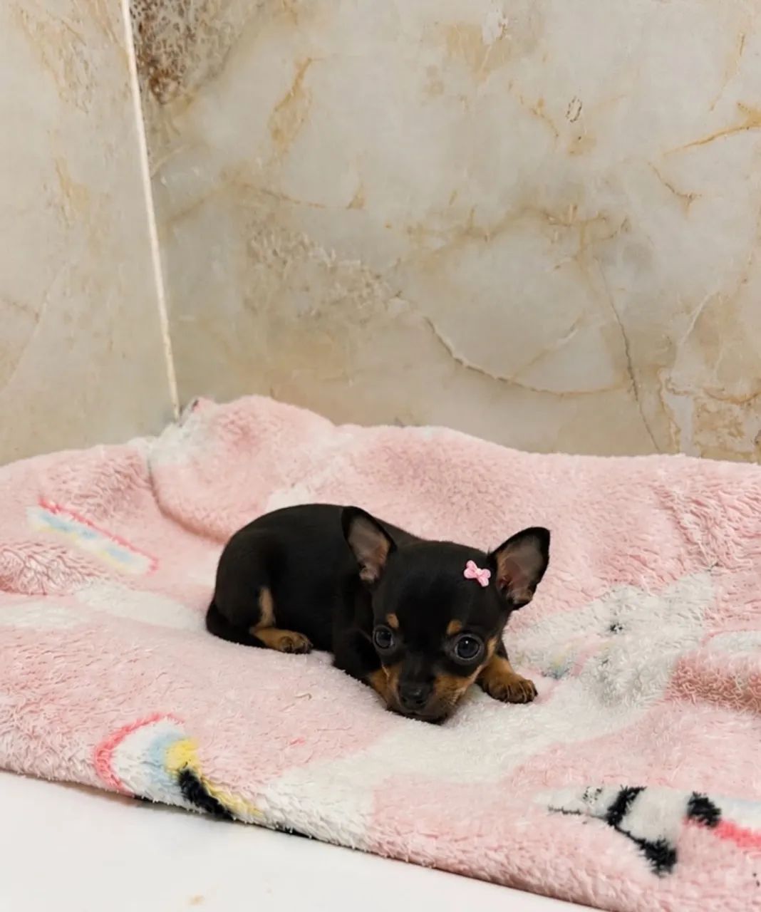 Pinscher 0