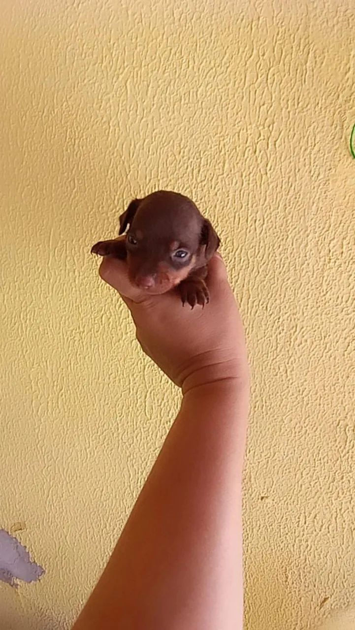 Pinscher zerinho chocolate ( Macho) - Foto 2