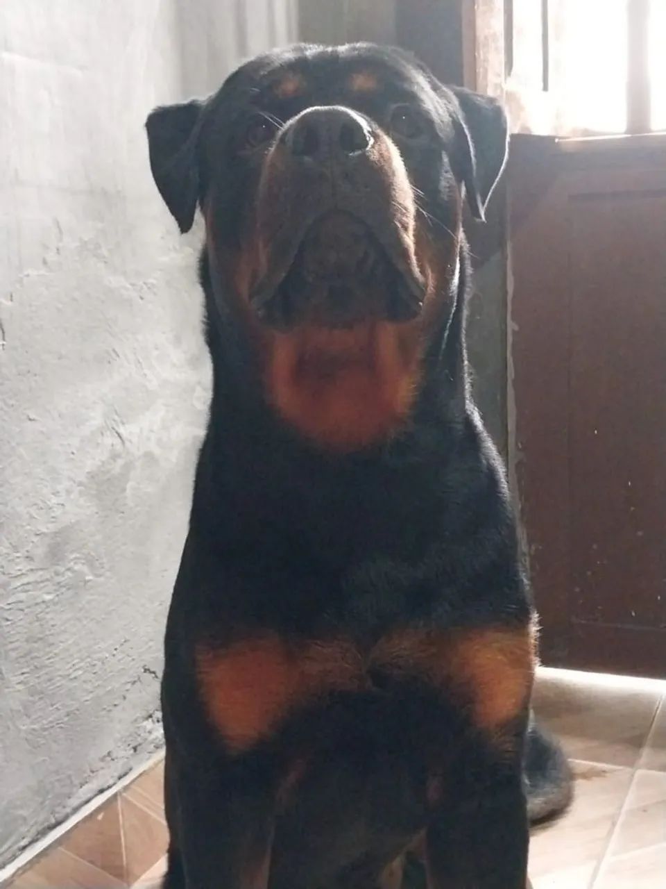 Rottweiler  - Foto 2