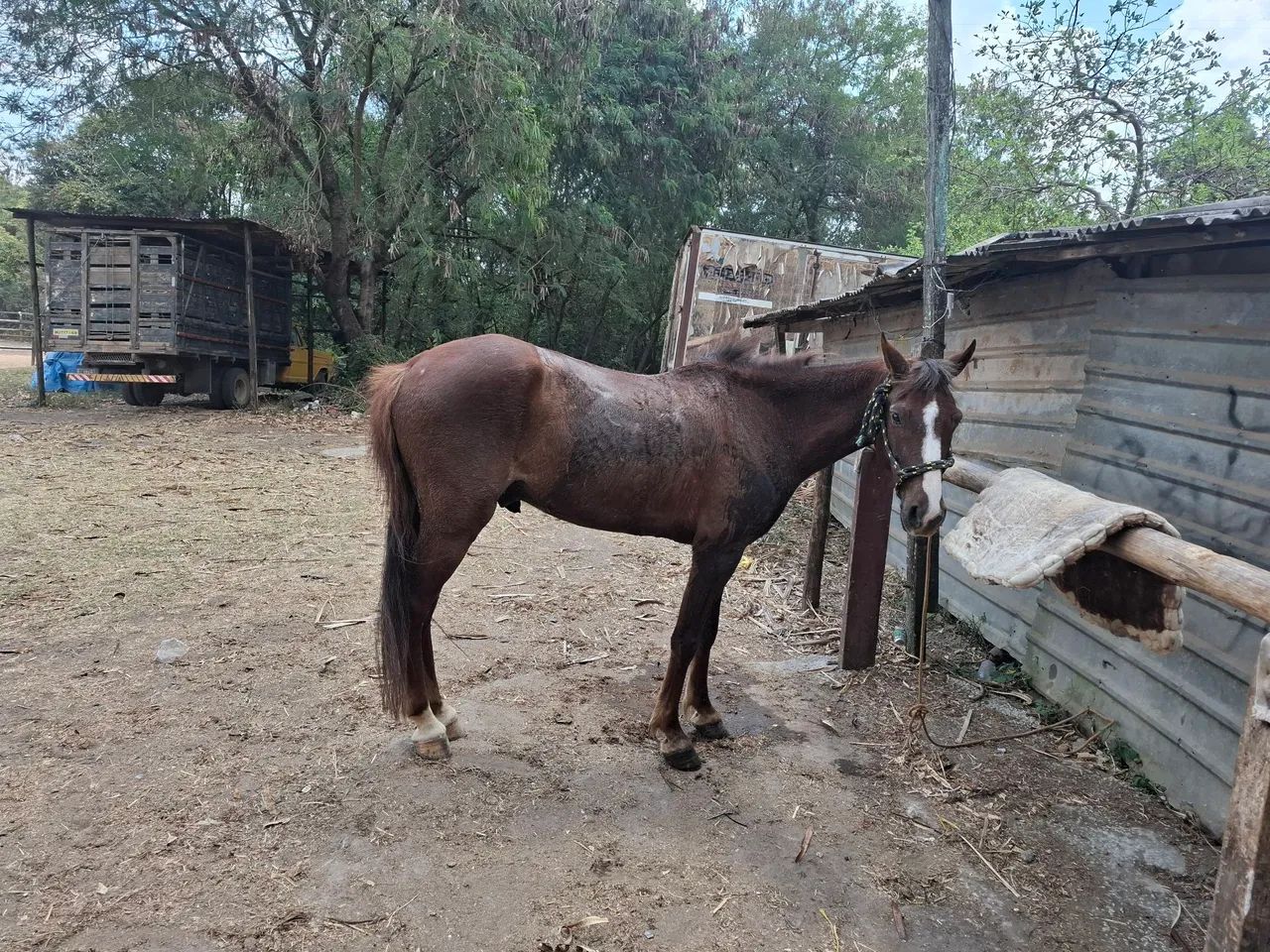 Vendo ou troco Cavalo manga larga marchador  - Foto 2