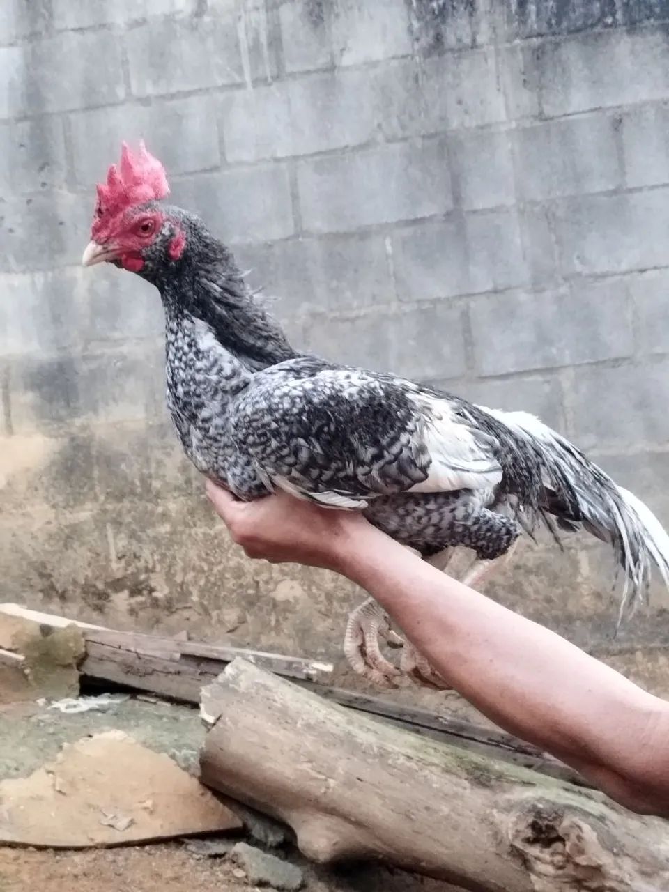 Vendo galo bode índio - Foto 3