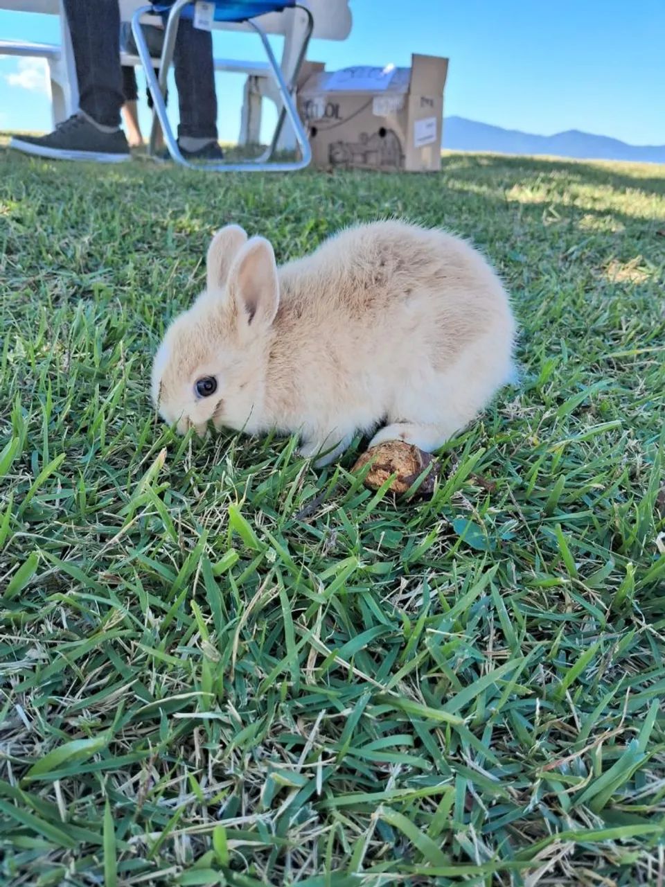 Filhotes de mini coelho nertland  - Foto 2