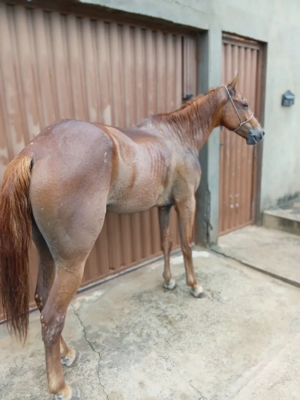 Cavalo de esteira 5 anos . - Foto 4