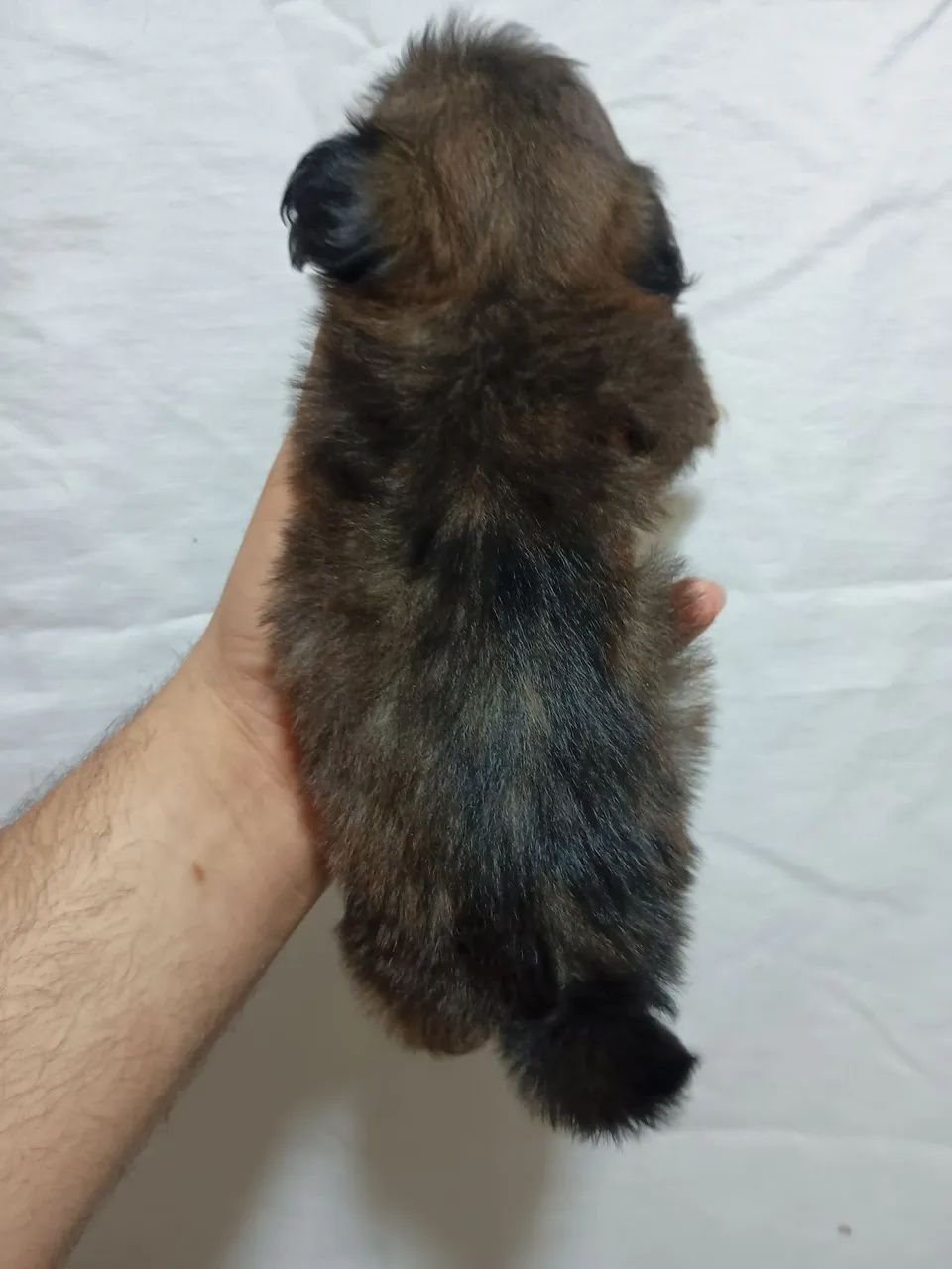 Filhotes de Shihtzu  - Foto 4