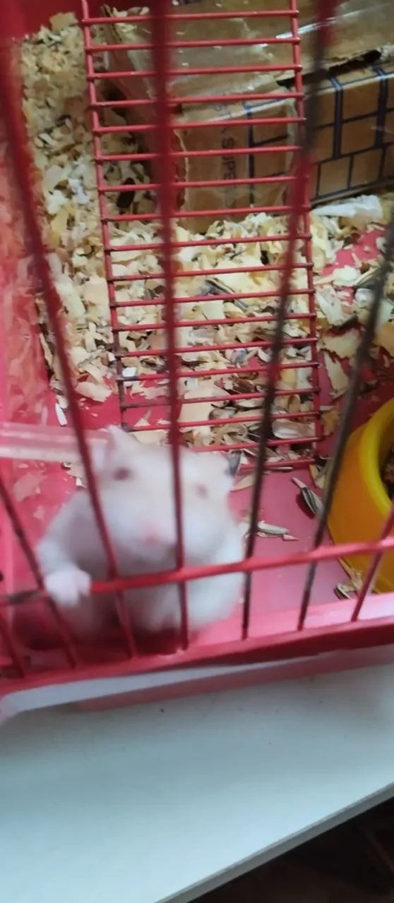 Hamster - Foto 5