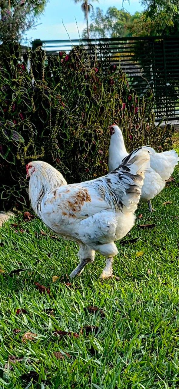 Galo da genetica de ovos verdes. - Foto 3