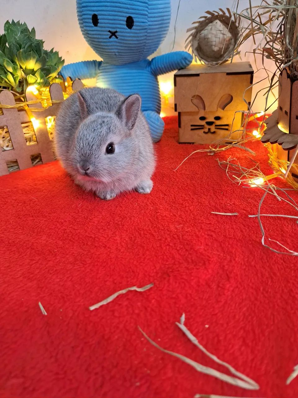 Mini coelhos  - Foto 6