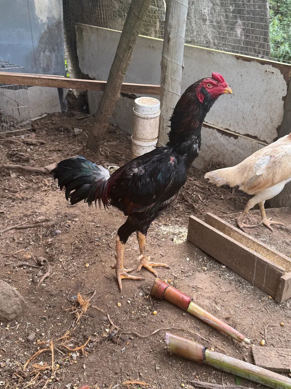 Galo índio 