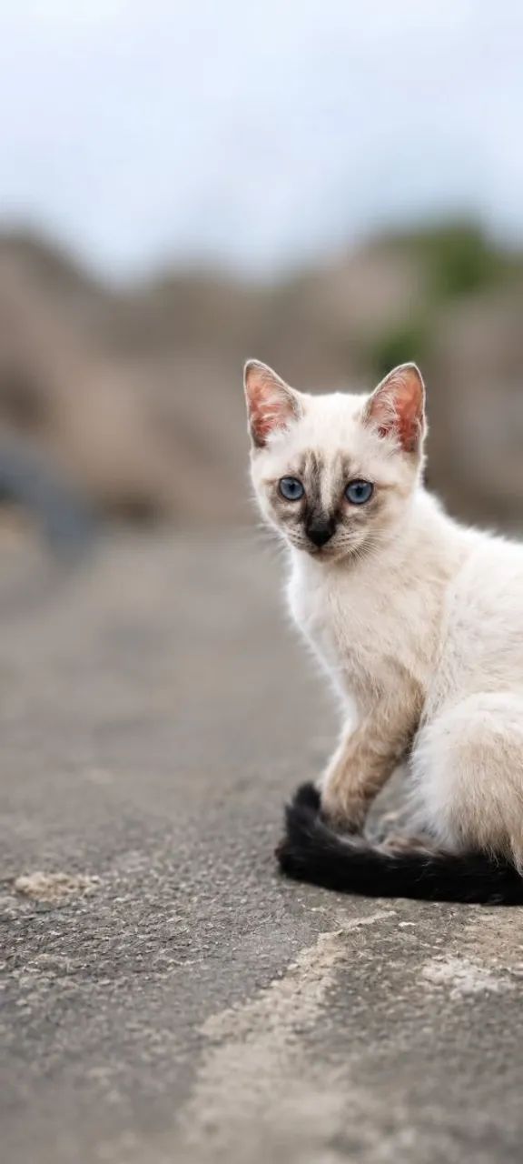 Doação de gatinhos - Foto 2