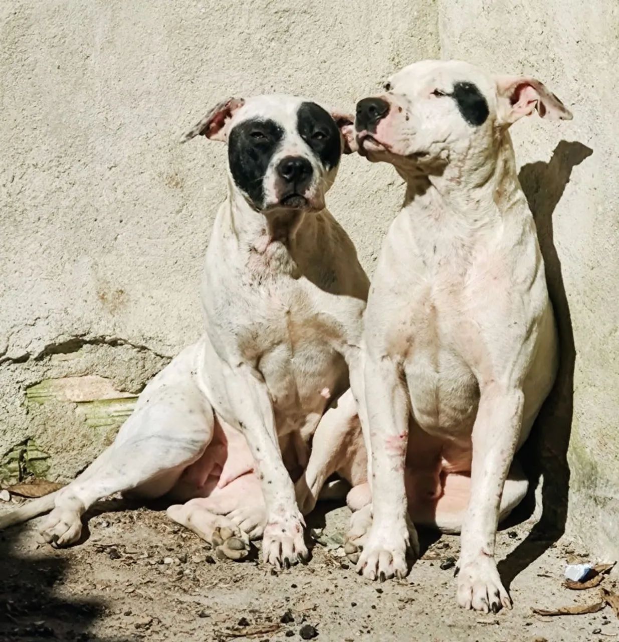 Doação casal de Pit bull