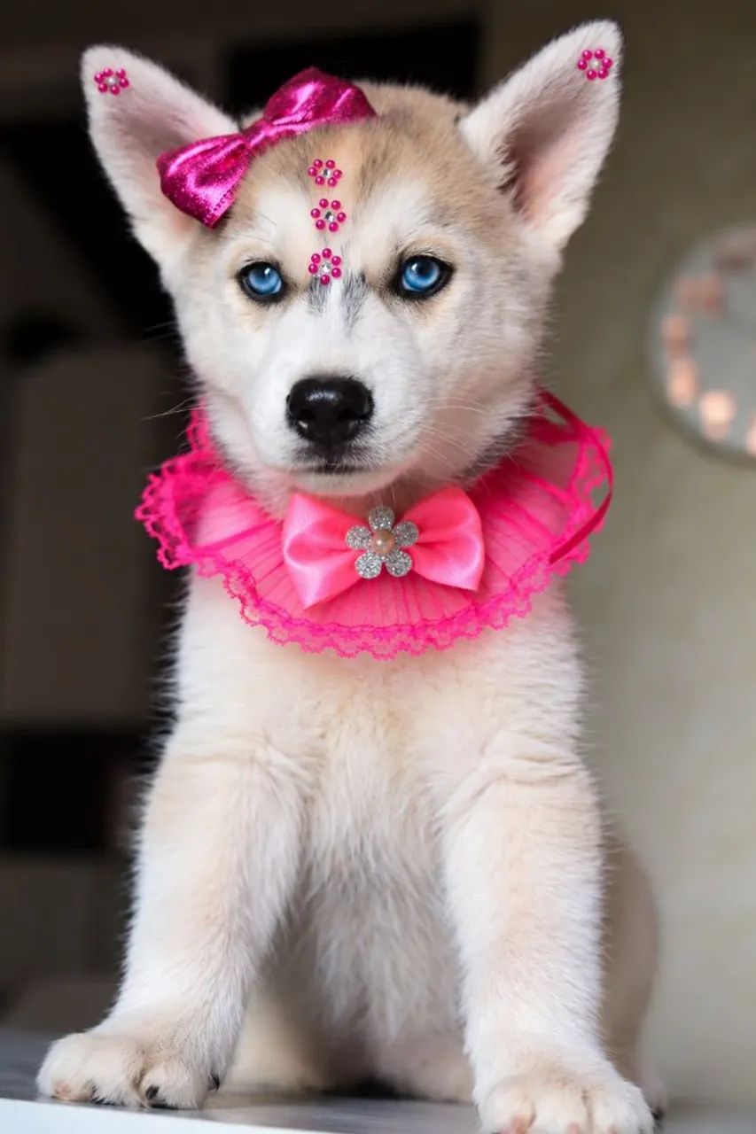 Husky parcelamos 