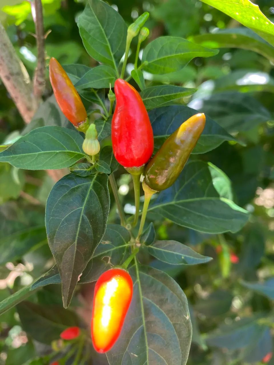  6,00 Reais Pimenta em conserva Abreu e Lima  - Foto 3