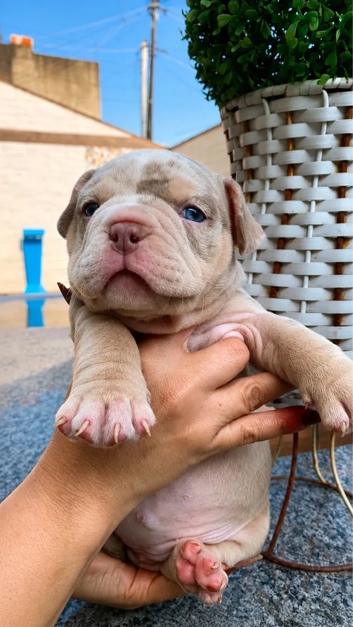 Filhotes de American Bully 