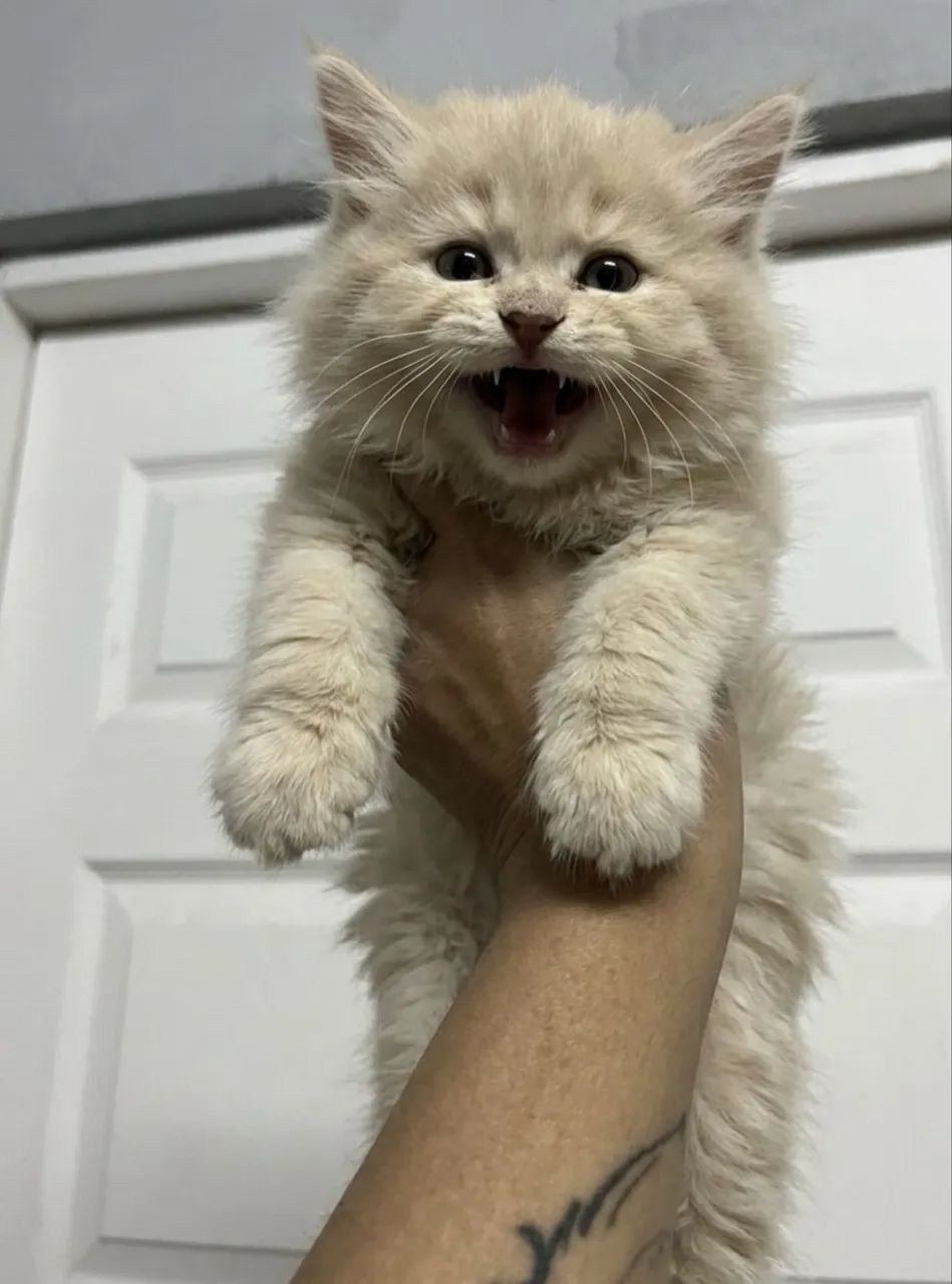 Maine coon - Foto 5