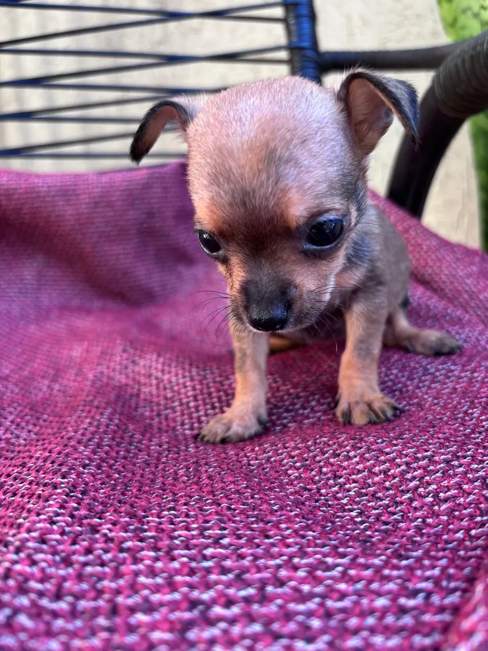 Pinscher fêmea  - Foto 5