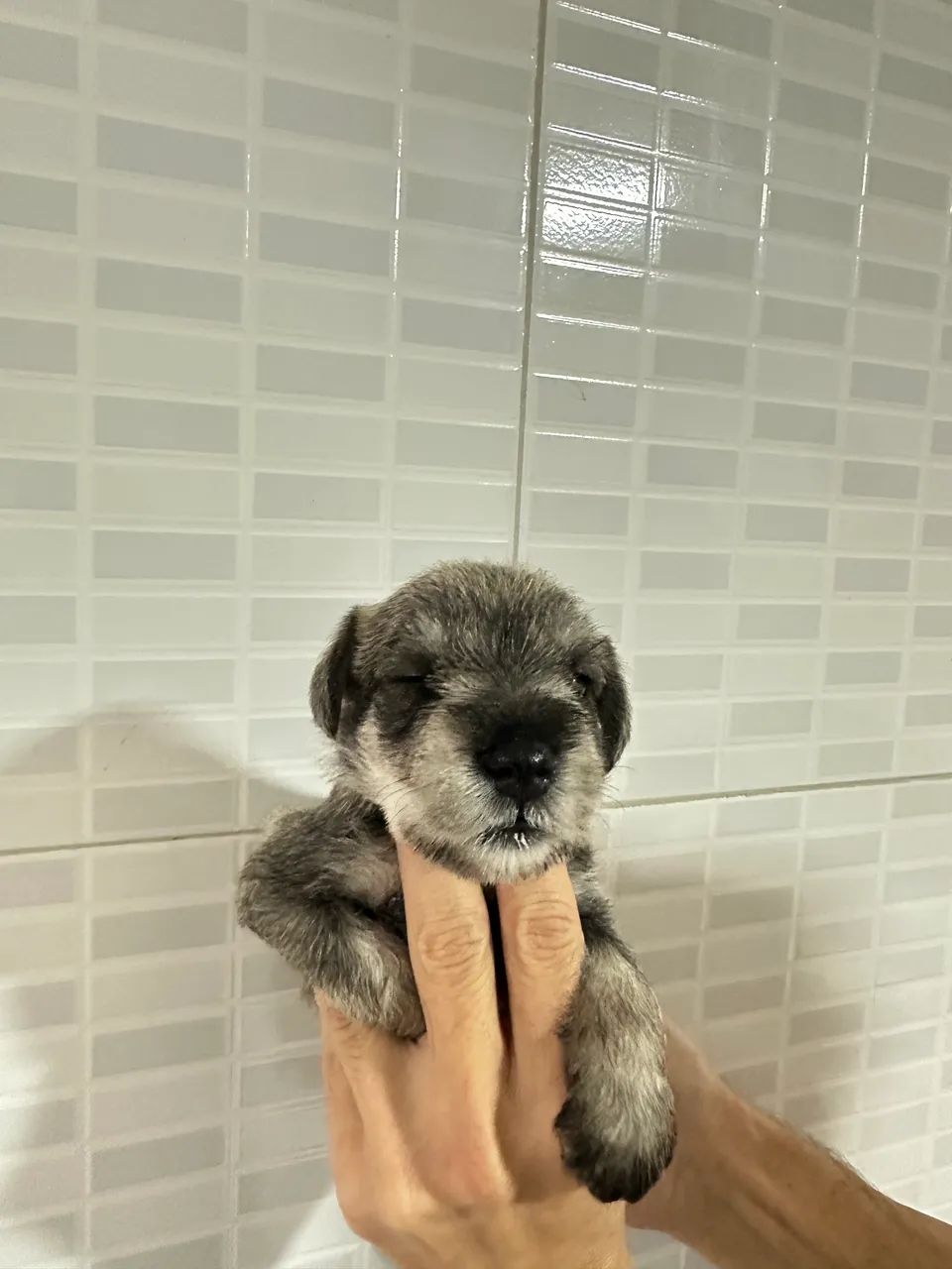 Macho de schnauzer sal  e pimenta
