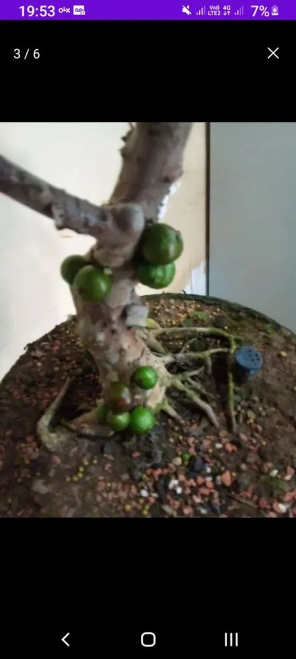Bonsai de Jaboticaba Sabará 28 Anos
