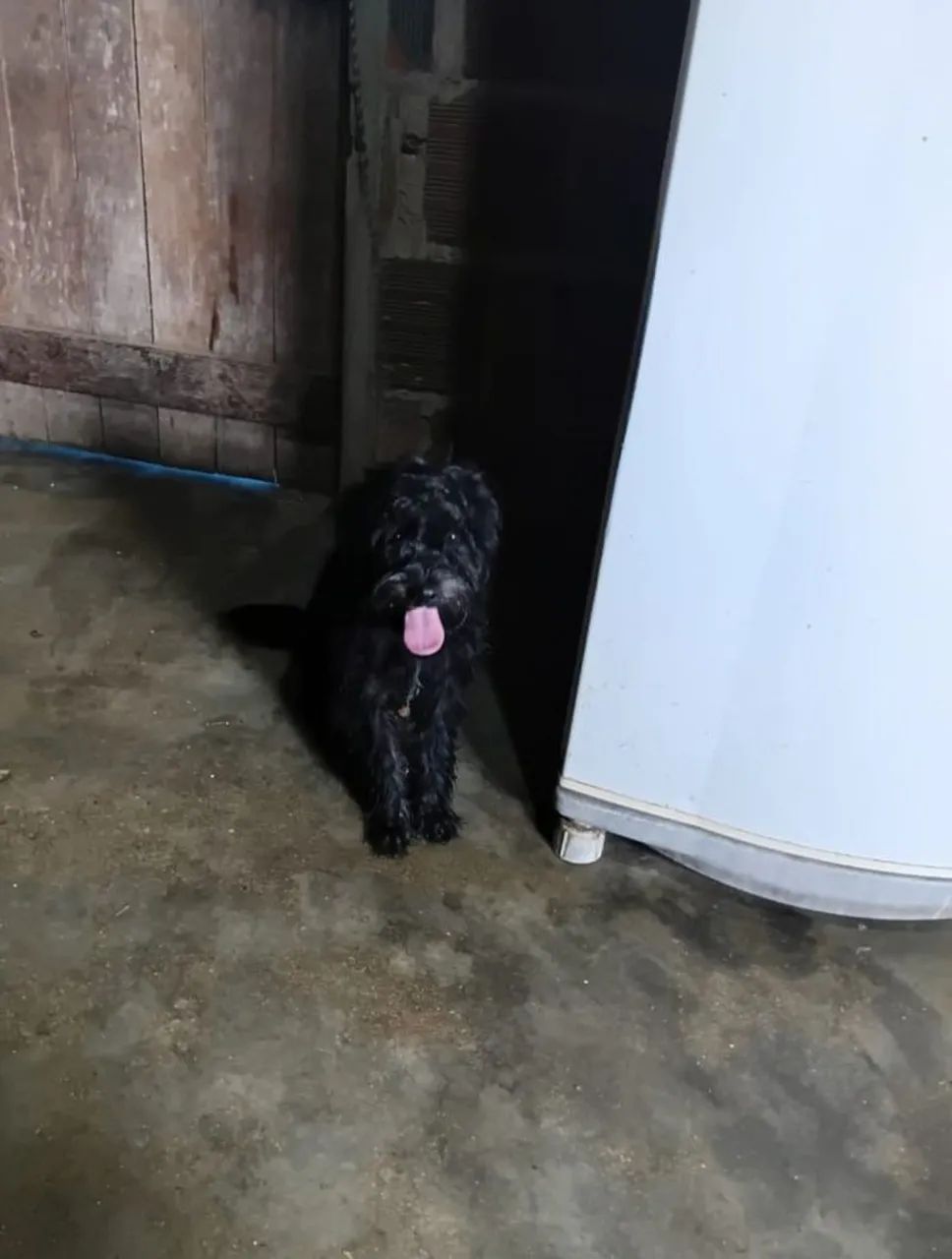 Lindo poodle
