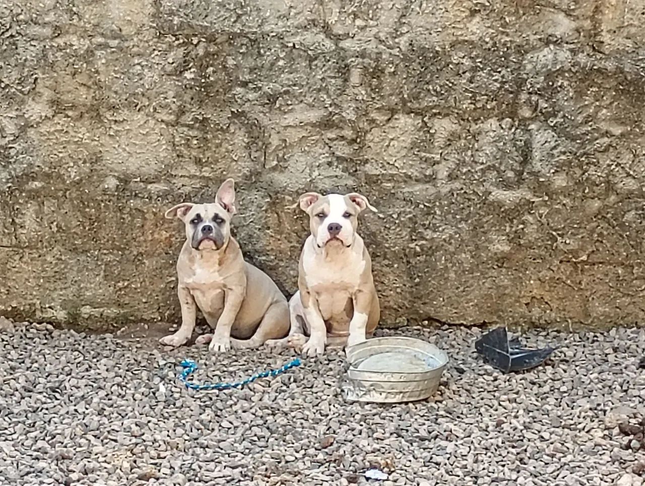 Filhotes Américan Bully  - Foto 5