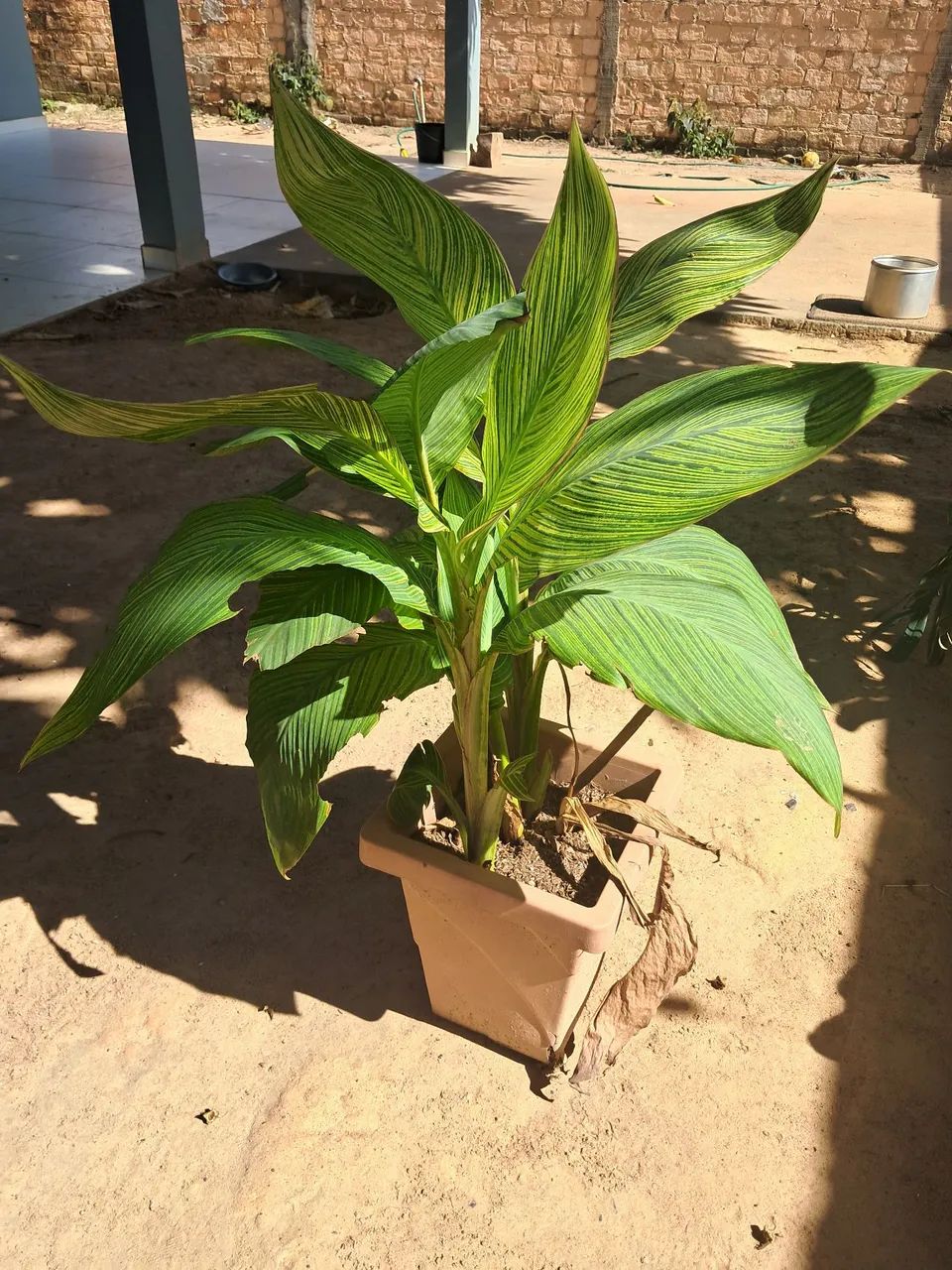 Planta  - Foto 3