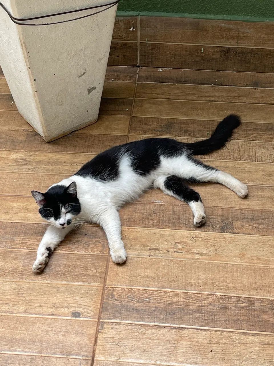 Doação de gatos 