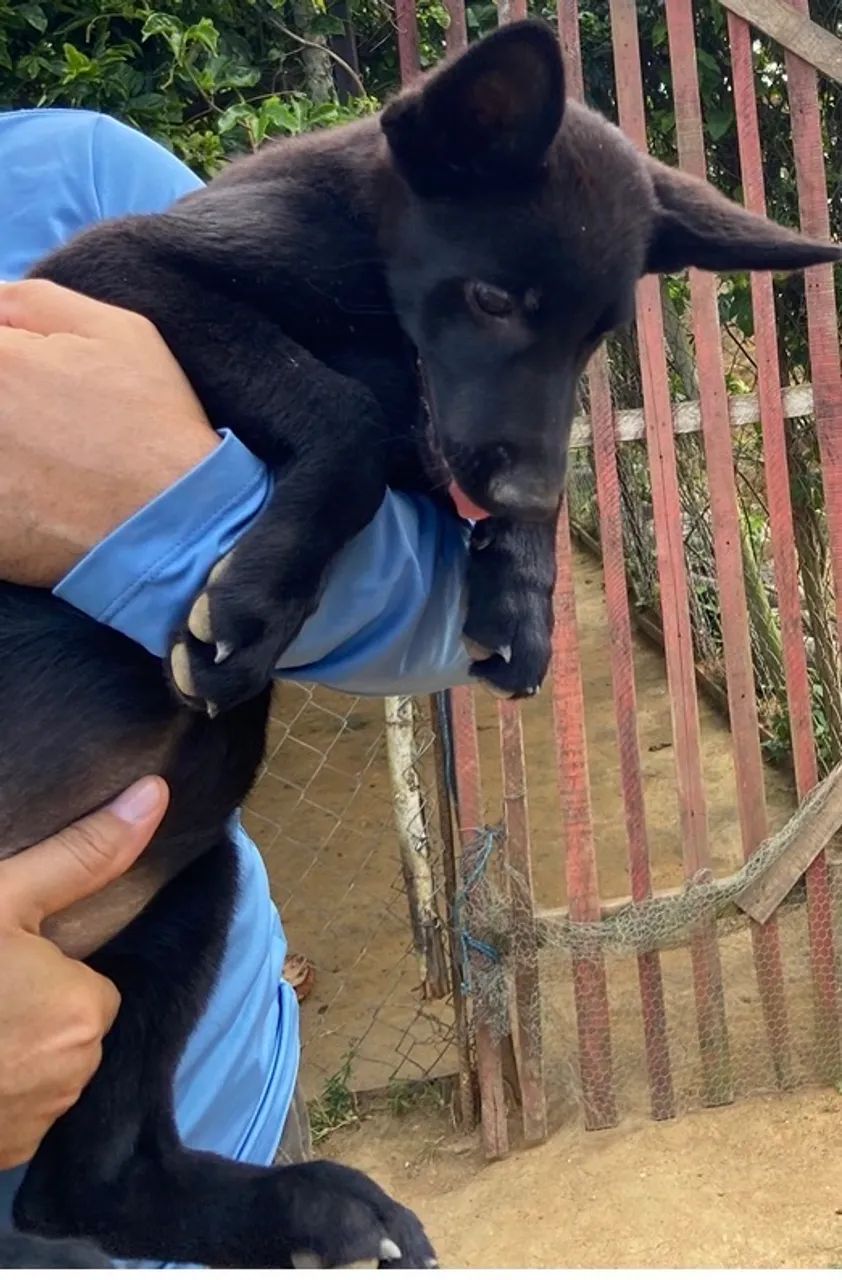 Cães Pastor Especiais - Foto 3