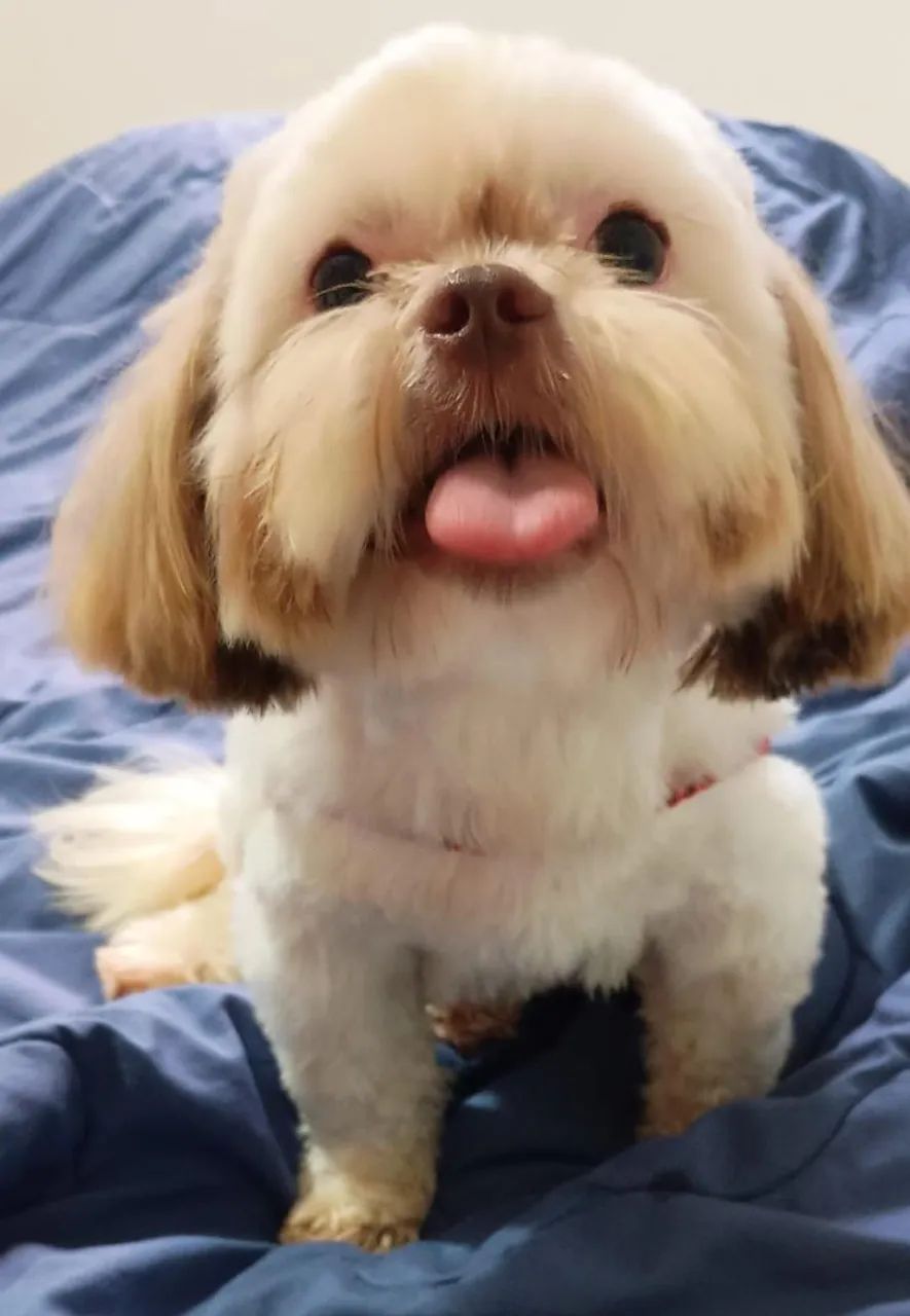 Shih Tzu macho  - Foto 3