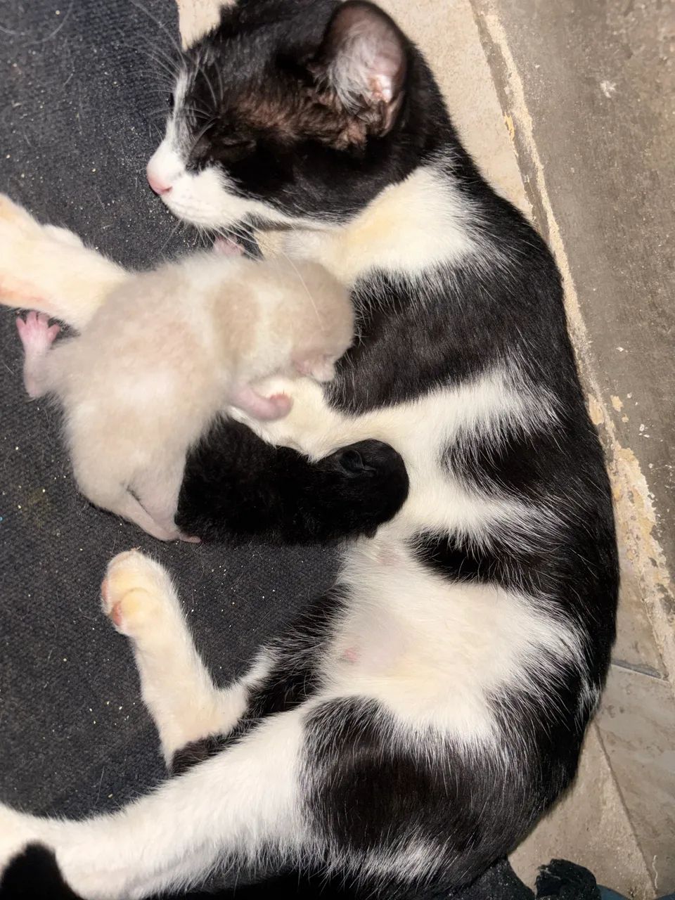 Adoção  - Foto 4