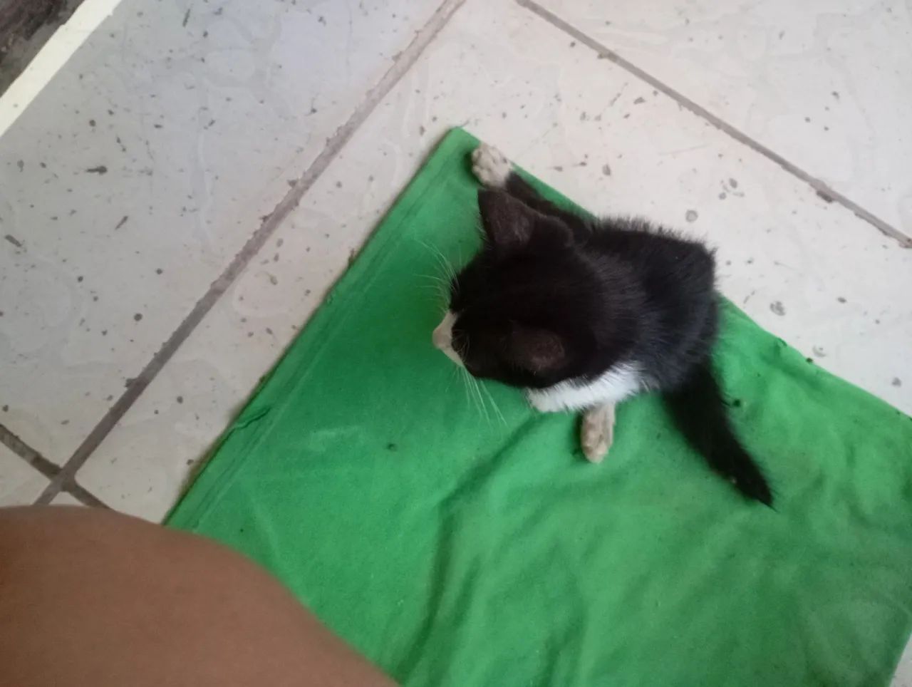 Doação de gato filhote  - Foto 3