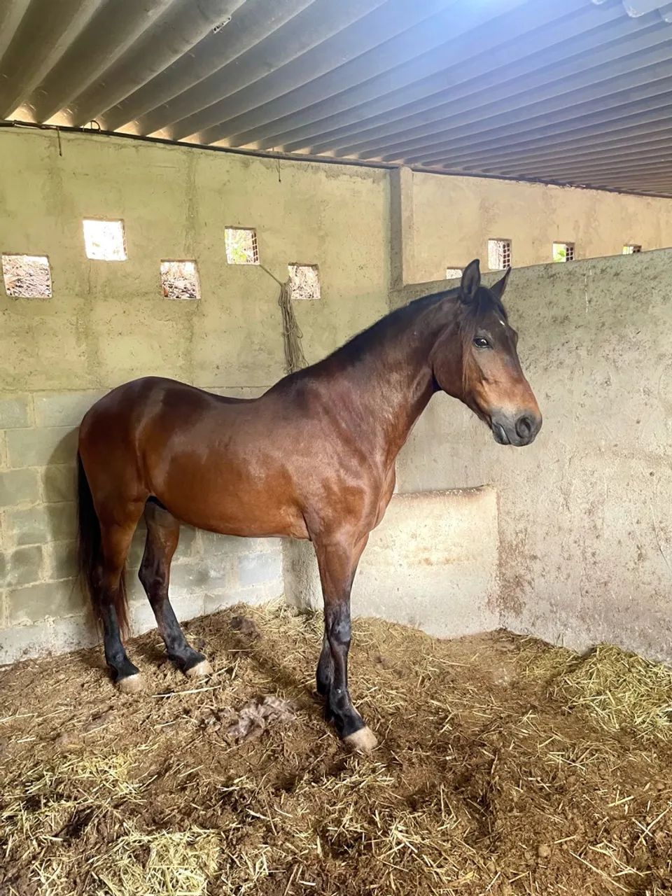 Cavalo Picada 