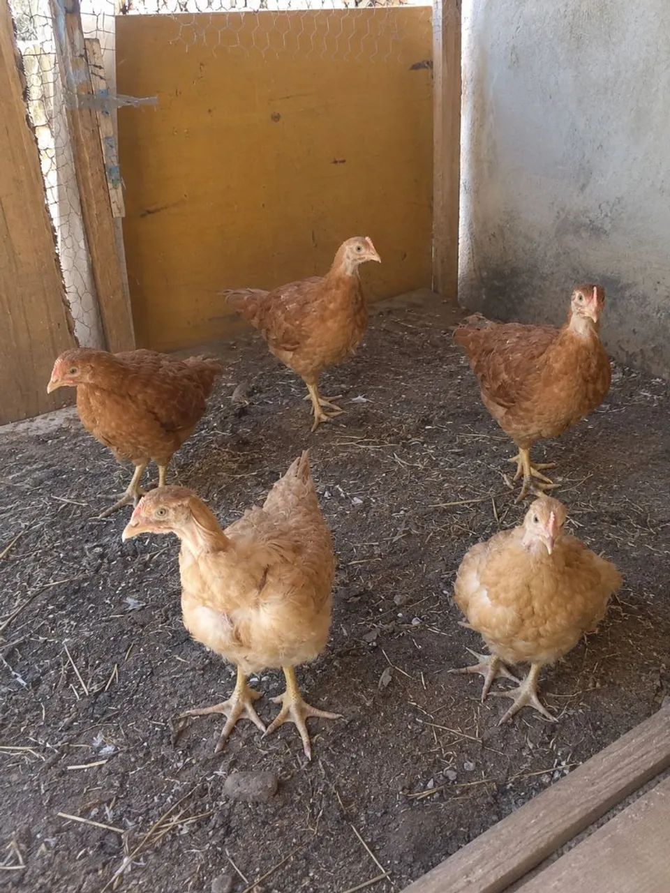 Galinhas 