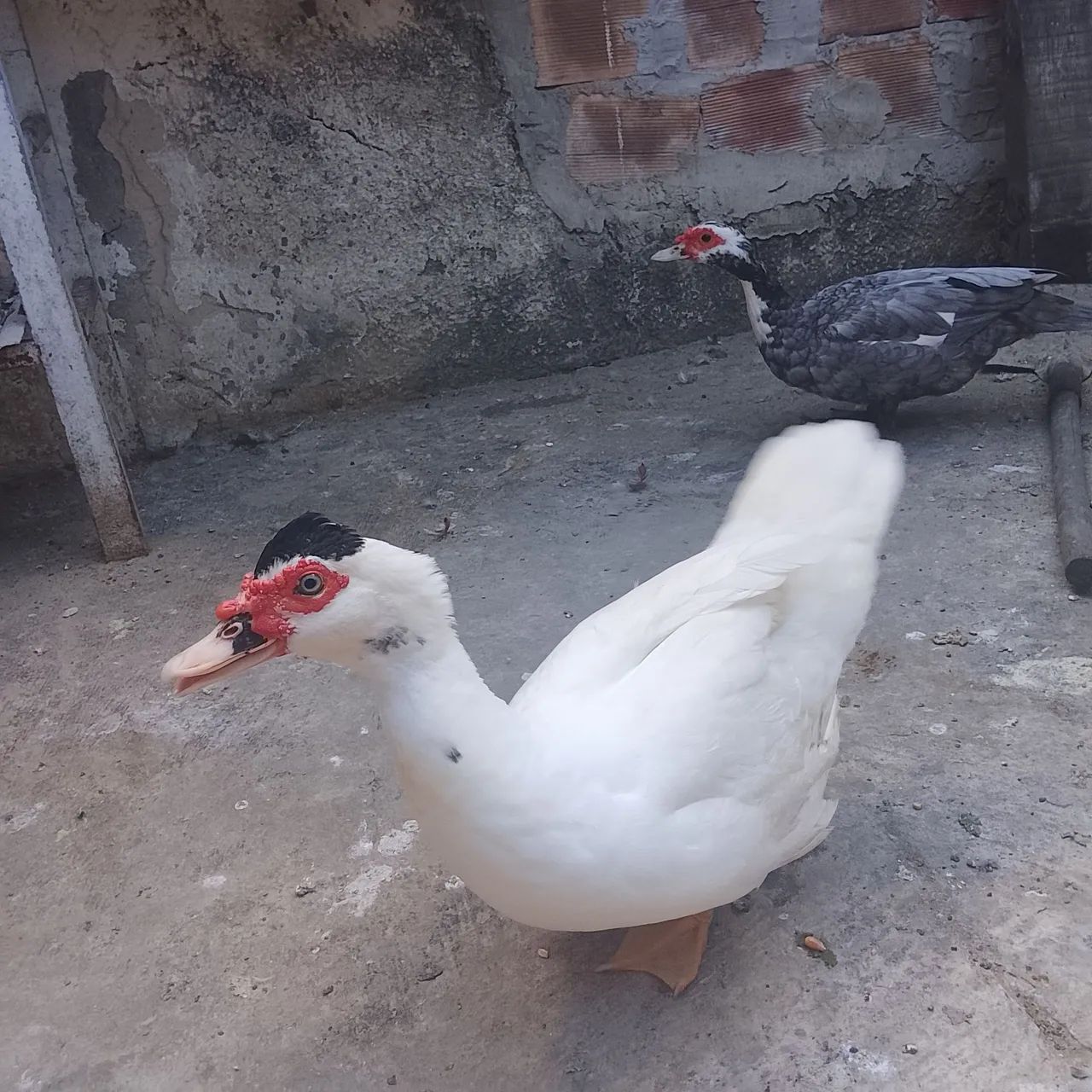 Galinhas garnisé e pato - Foto 2
