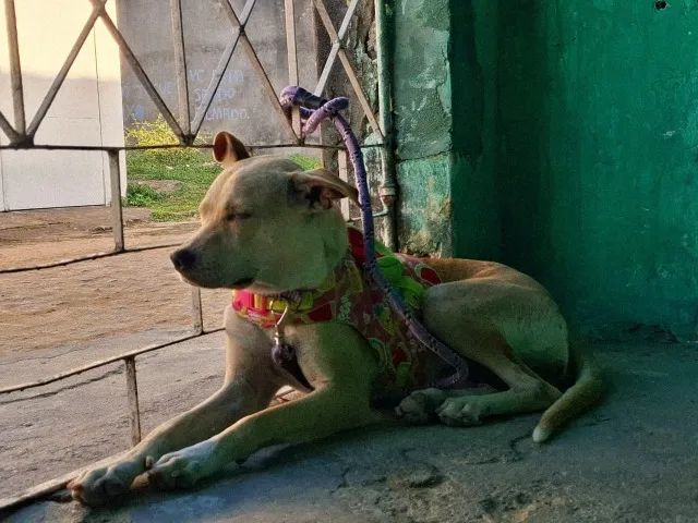 *PARA ADOÇÃO* Cadela de 10 meses - Anya